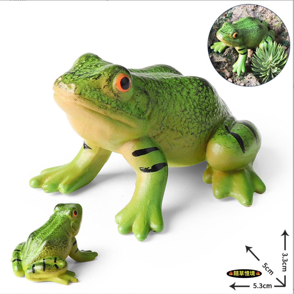 （高品質畫工）仿真 青蛙 牛蛙 蛙 菜蛙 兩棲動物 實心 動物模型 野生動物 兒童玩具 益智 公仔 SPG-細節圖5