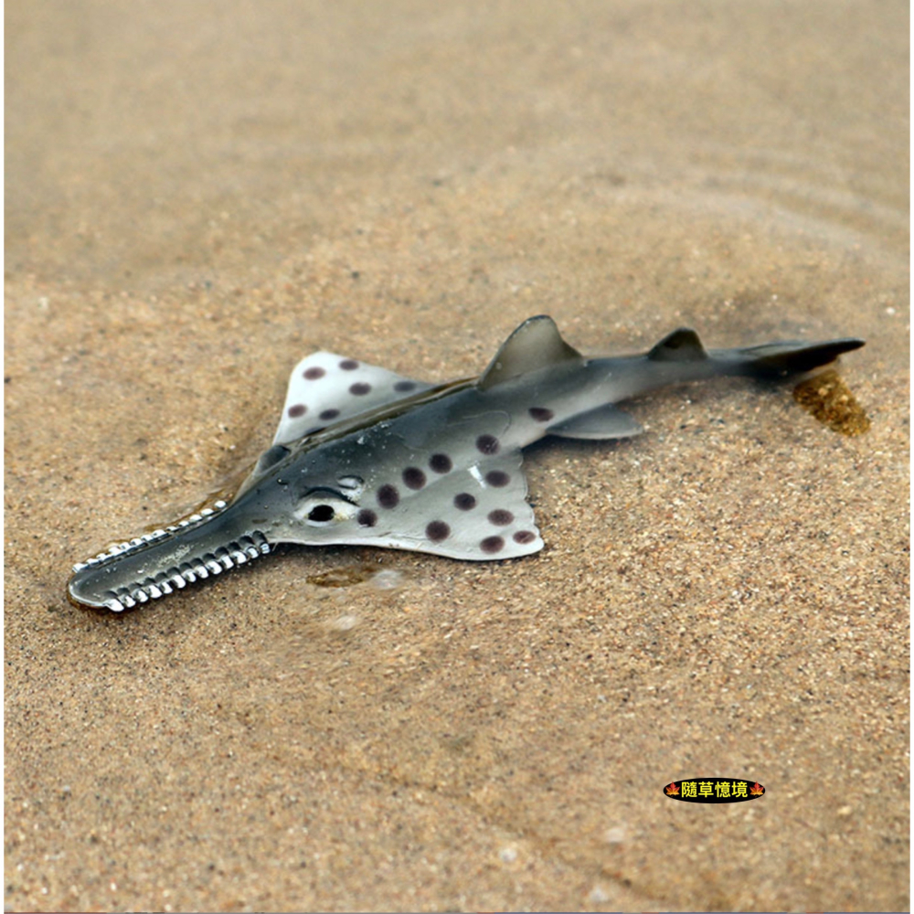（高品質畫工）仿真 實心鋸鰩 鰩魚 鋸齒鰩 魟魚 魟 動物模型 海洋動物 兒童玩具 益智 公仔 SPG-細節圖4
