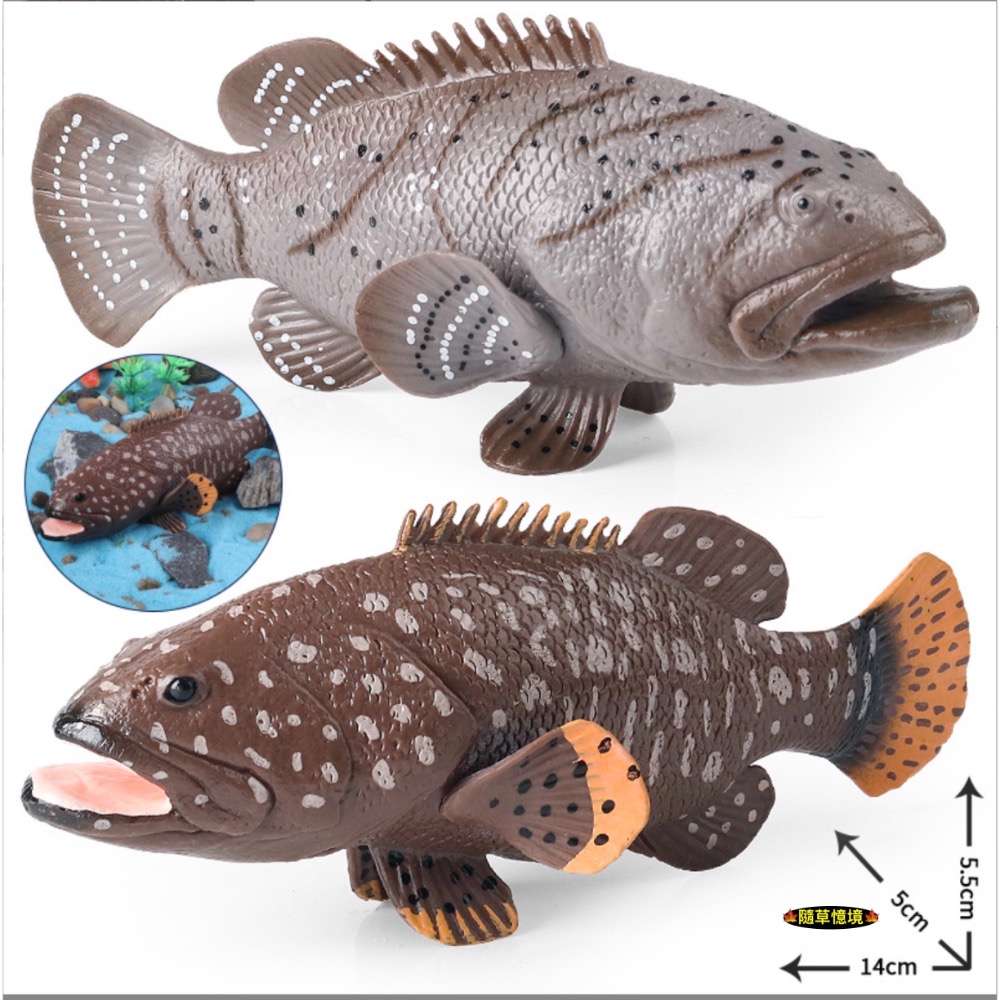 （高品質畫工）仿真 石斑魚 紅季魚 會魚 石斑 魚 魚類 動物模型 野生動物 兒童玩具 益智 公仔 SPG-規格圖8
