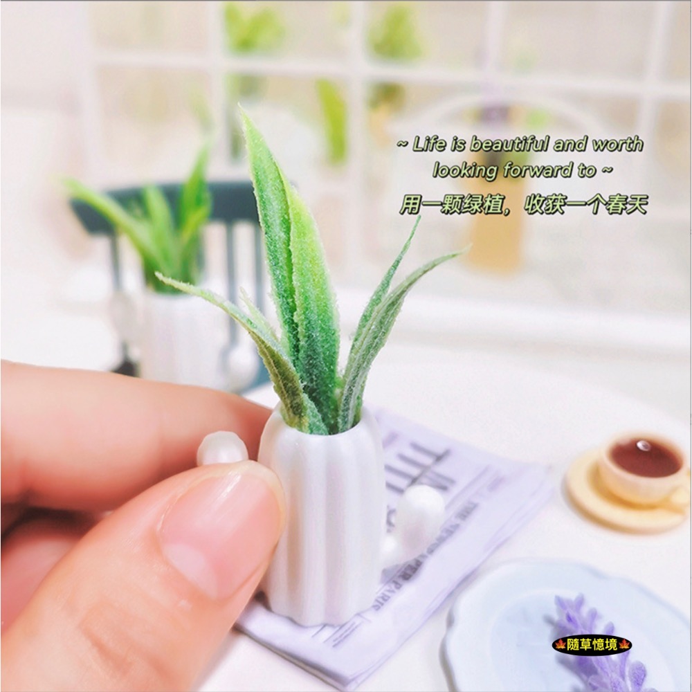 一組入（盆+植物）