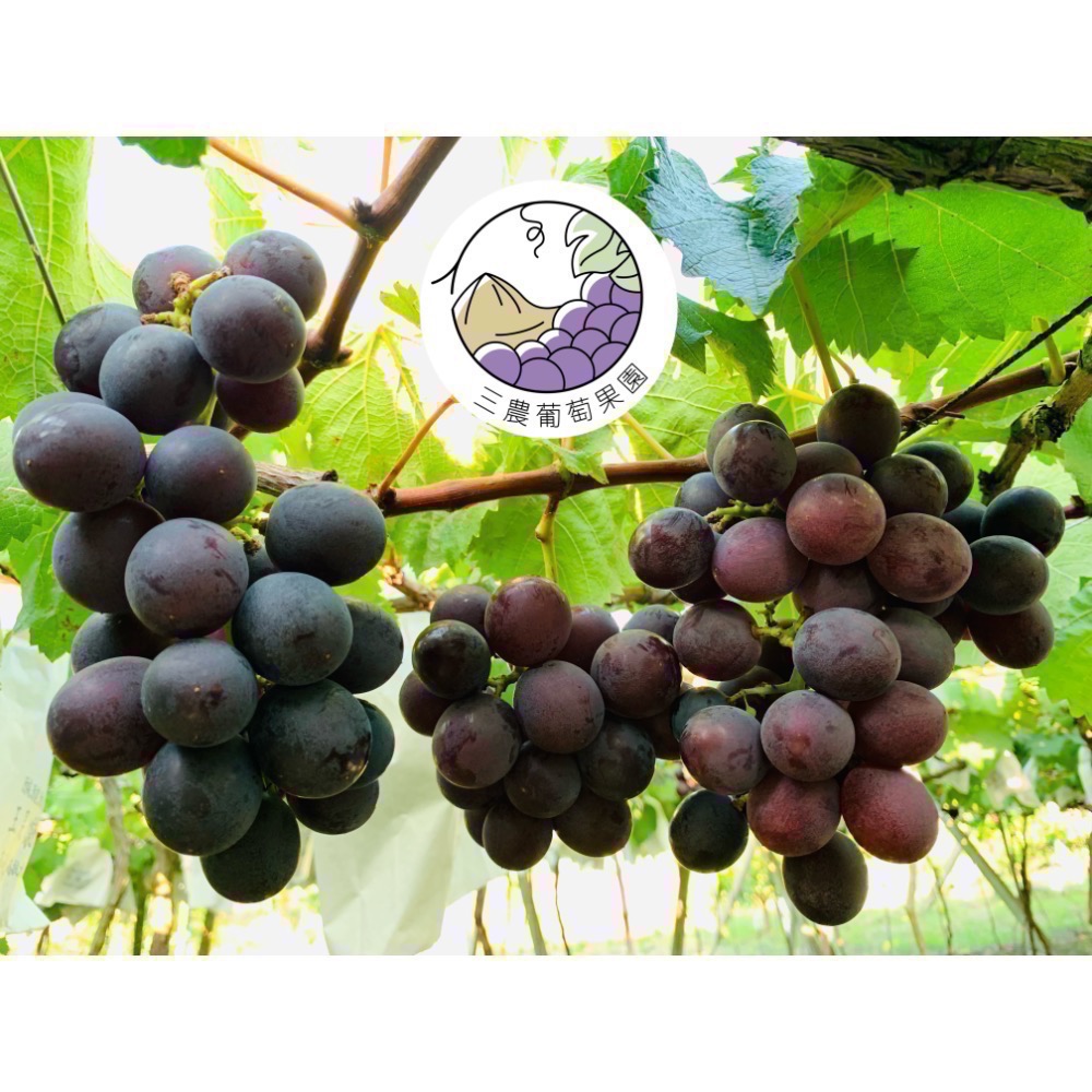 已完售【三農果園】大村巨峰葡萄《4箱免運》大村葡萄//甜度高/三代傳承/自產自銷/送禮/伴手禮/名產/禮盒/葡萄-細節圖8