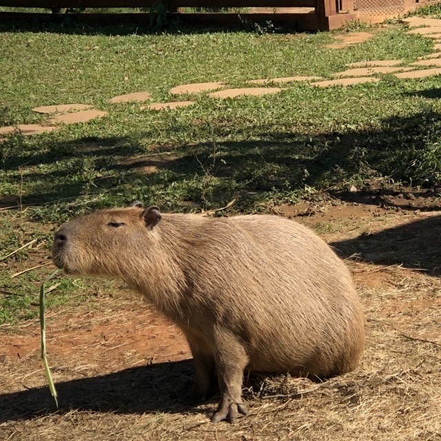 埔心牧場門票 遊樂園門票 票券 埔心牧場-細節圖2