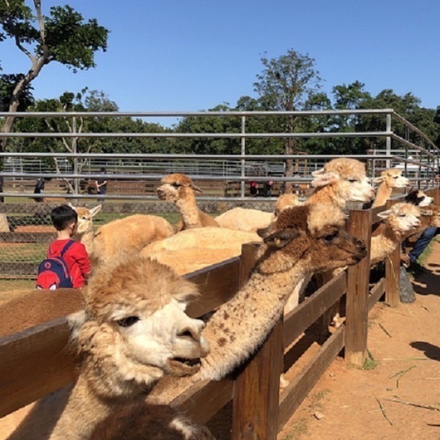 埔心牧場門票 遊樂園門票 票券 埔心牧場-細節圖3