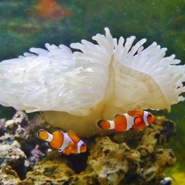 野柳海洋世界門票 票券 樂園門票-細節圖3