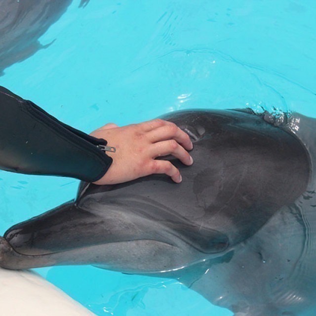 野柳海洋世界門票 票券 樂園門票-細節圖4