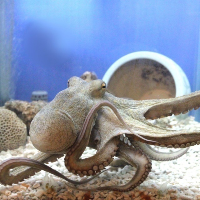 野柳海洋世界門票 票券 樂園門票-細節圖5