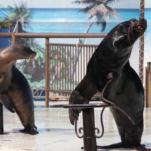 野柳海洋世界門票 票券 樂園門票-細節圖7