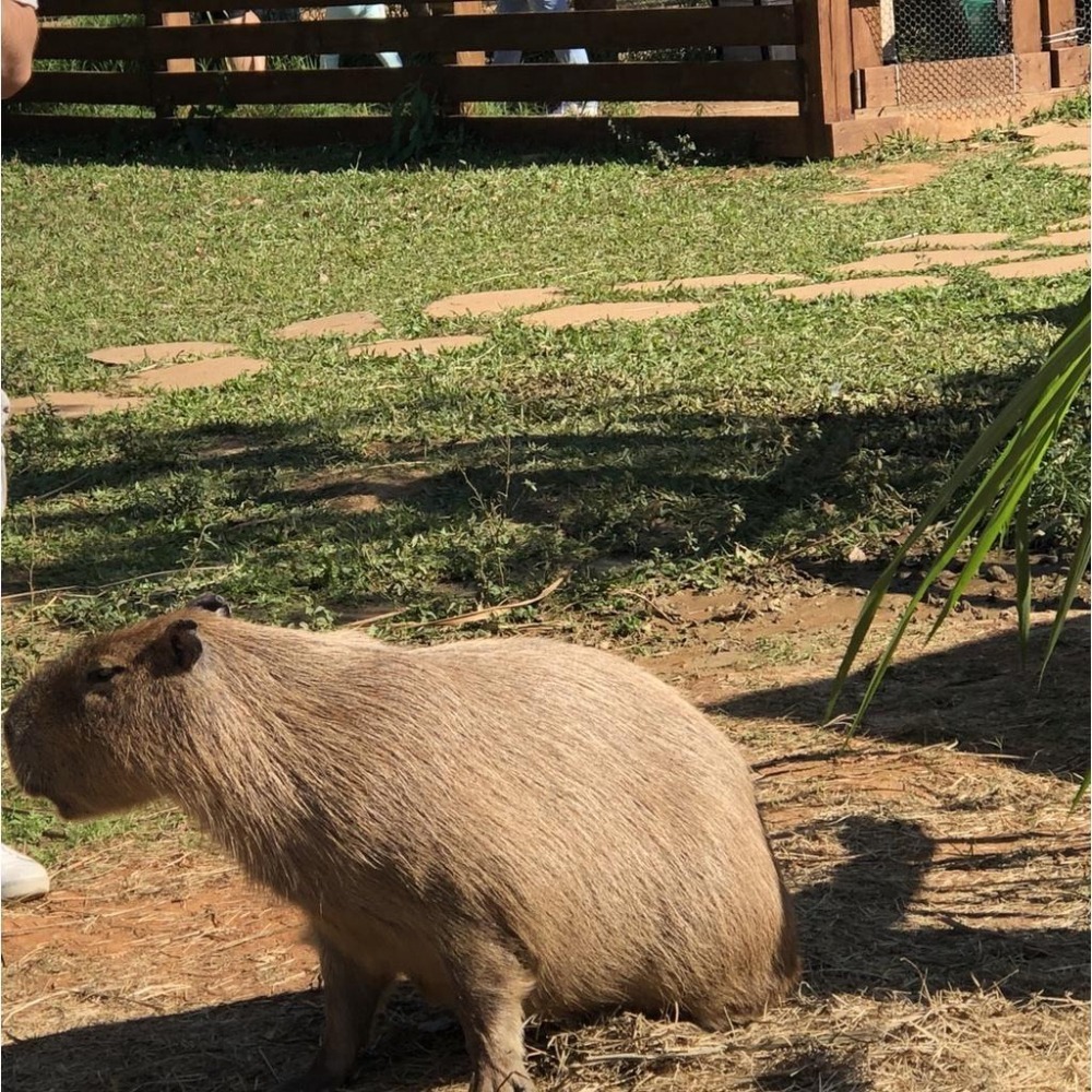 【免運】埔心牧場門票 遊樂園門票 票券 埔心牧場-細節圖3