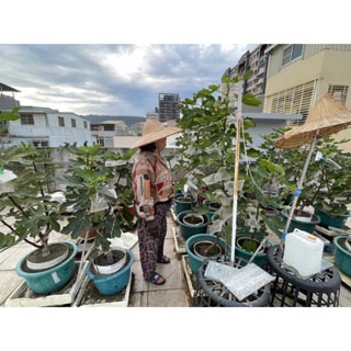 【阿蘭無花果園】新鮮無花果 自產自銷 高雄後驛捷運站附近-細節圖4