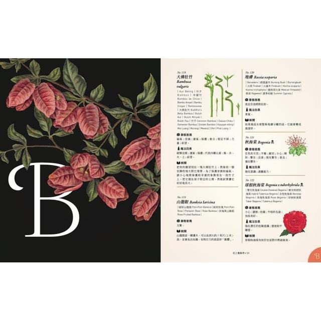 花之魔藥學：1001種花卉象徵意義、魔法效果、古典手繪圖，植物迷必藏珍品！-細節圖2