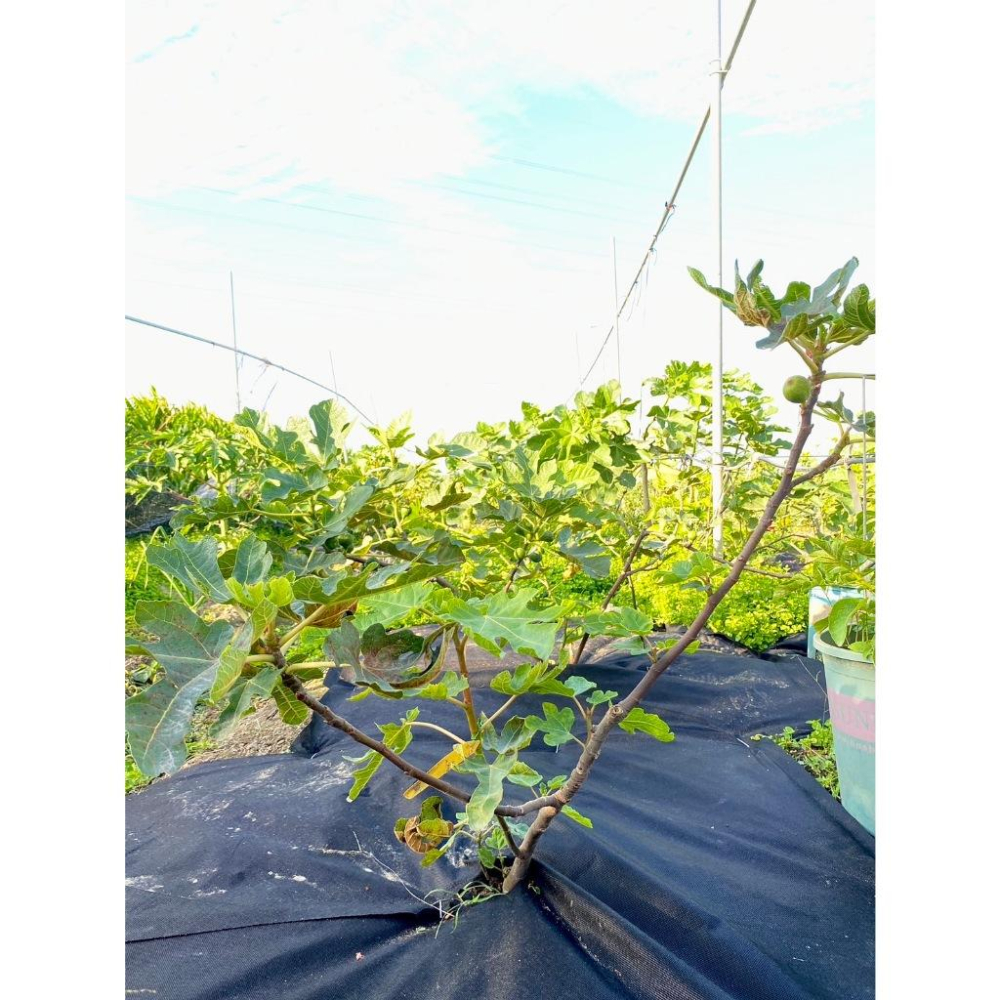 蝦皮店到店隔日配 電子發票【小魚嚴選 台灣出貨】無紡布生態防草布 80cm 120cm 切片款 單片 果園 除草布 地布-細節圖2