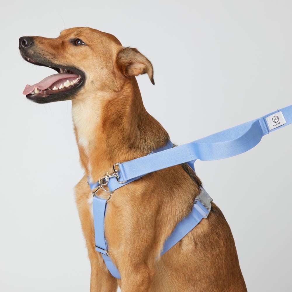 [Glopet] 韓國高質感大型犬專用Ｈ型舒適胸背帶-細節圖2