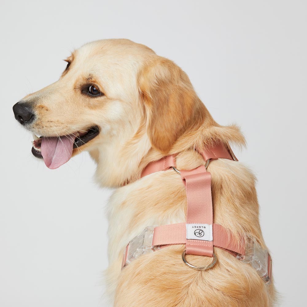 [Glopet] 韓國高質感大型犬專用Ｈ型舒適胸背帶-細節圖3