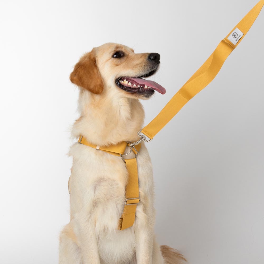 [Glopet] 韓國高質感大型犬專用Ｈ型舒適胸背帶-細節圖5