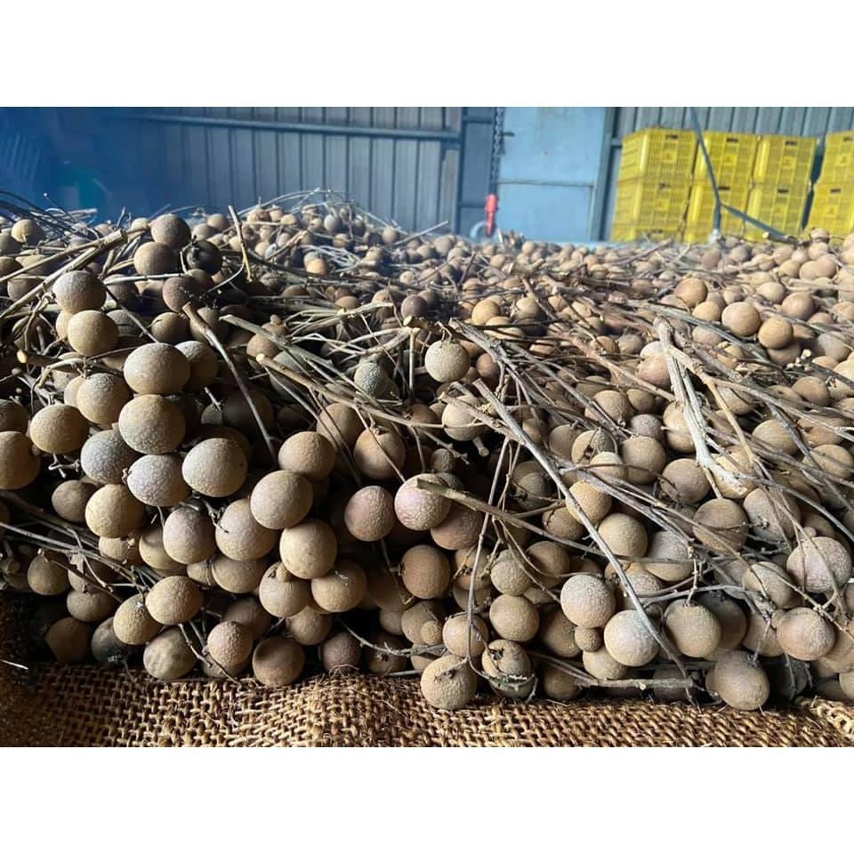 💖歐家2024年8月生產台南東山龍眼肉💖現貨供應💖3-5日💖傳統烘焙--細節圖3