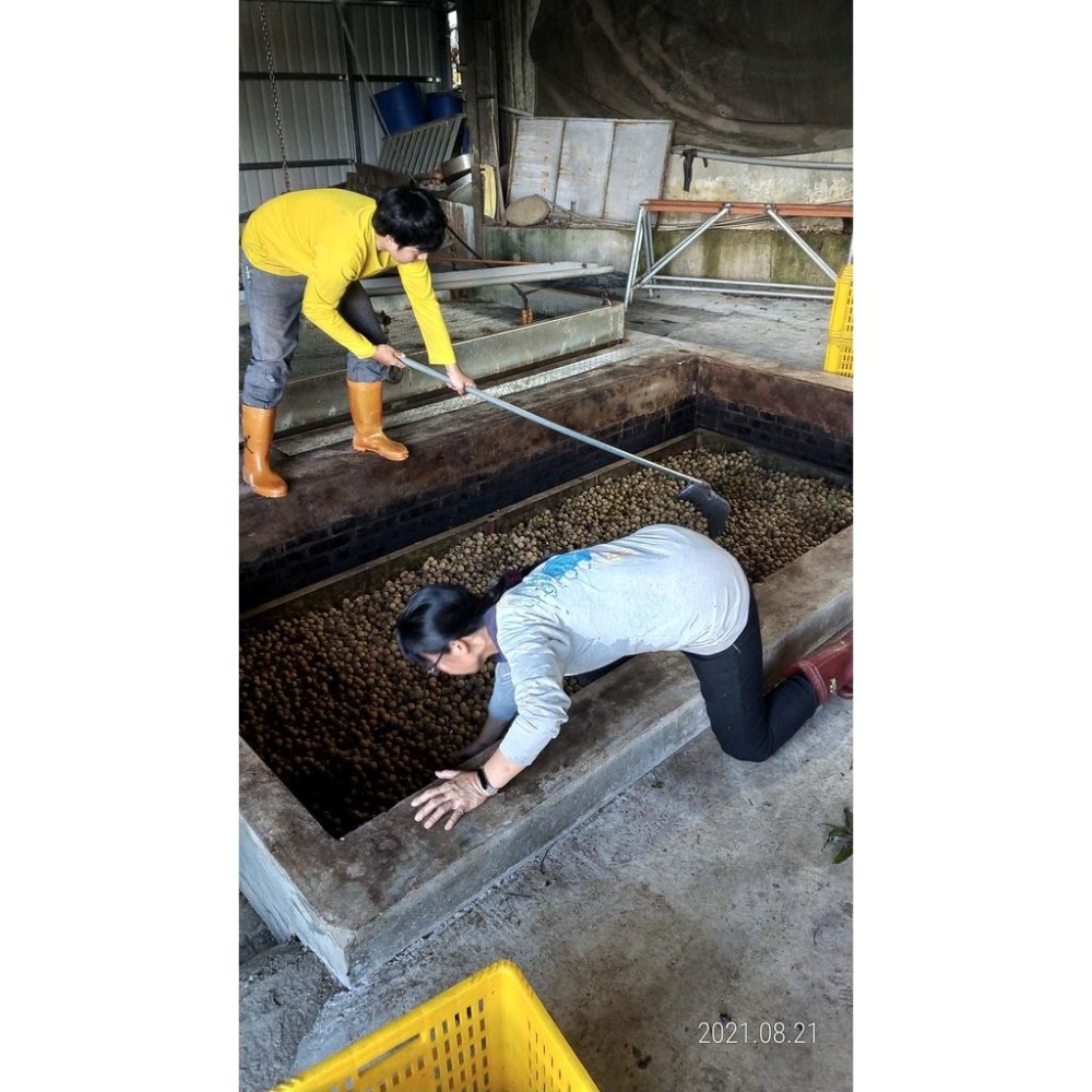 💖歐家2024年8月生產台南東山龍眼肉💖現貨供應💖3-5日💖傳統烘焙--細節圖7