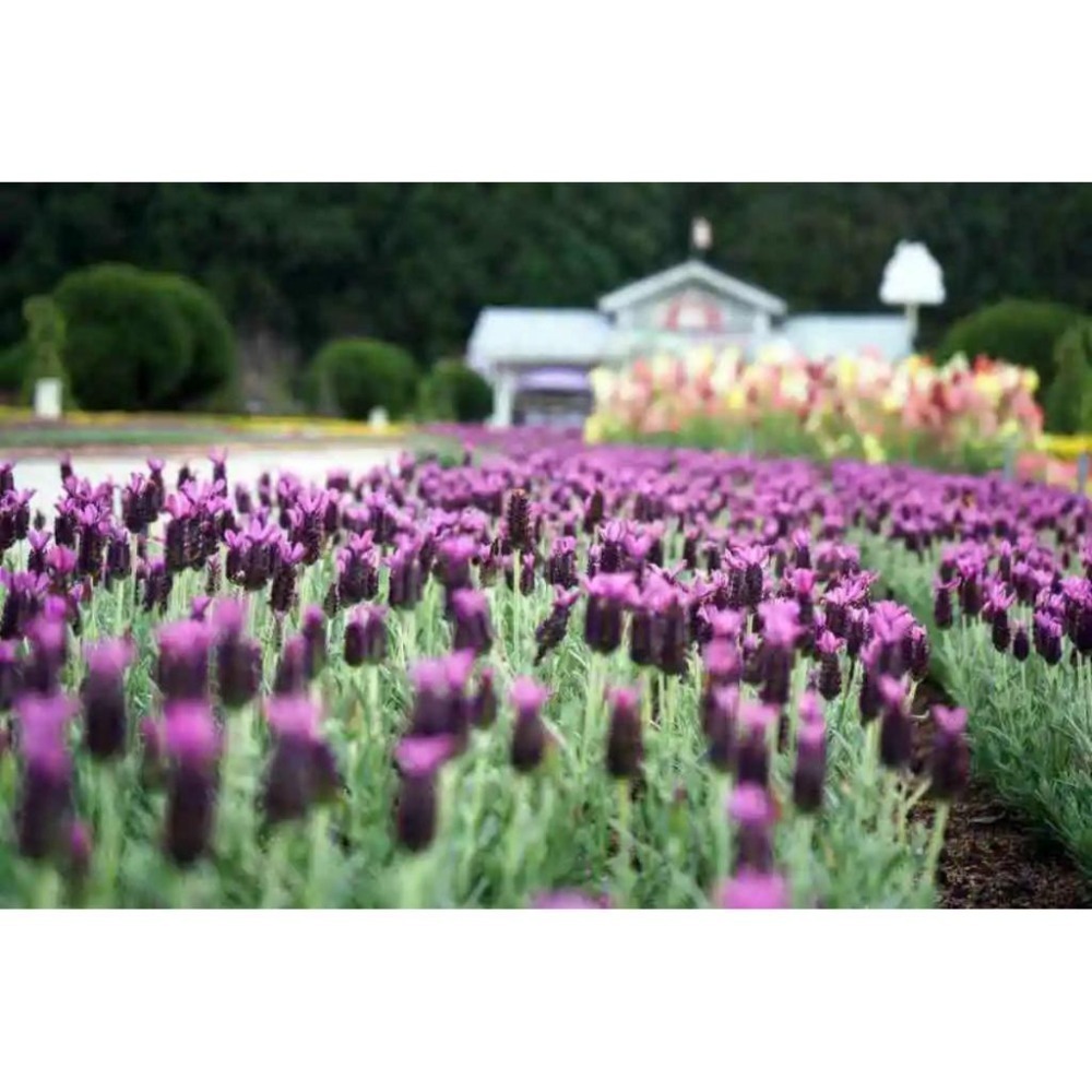 【電子票 即買即用】九族文化村門票 含來回纜車 樂園門票 票券 贈送櫻花貓-細節圖7