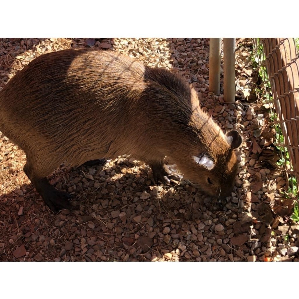 埔心牧場門票 遊樂園門票 票券 埔心牧場-細節圖2
