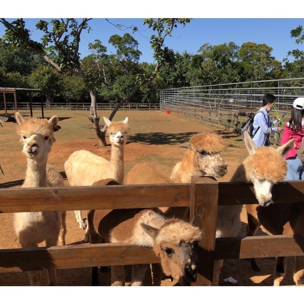 埔心牧場門票 遊樂園門票 票券 埔心牧場-細節圖4