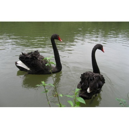 【限時購】綠世界門票 生態農場 綠世界【2張/組，4張/組】-細節圖3