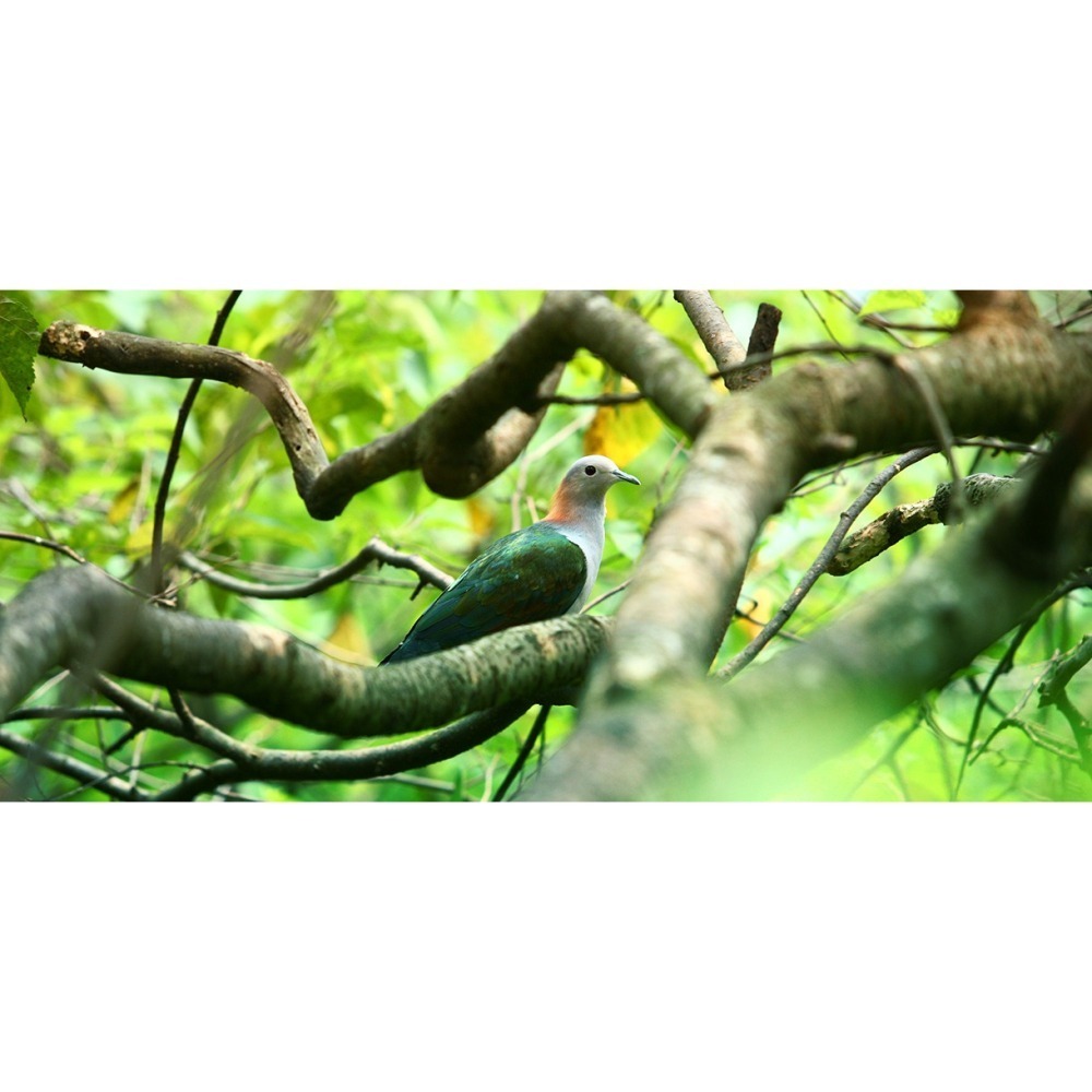 【限時購】綠世界門票 生態農場 綠世界【2張/組，4張/組】-細節圖7