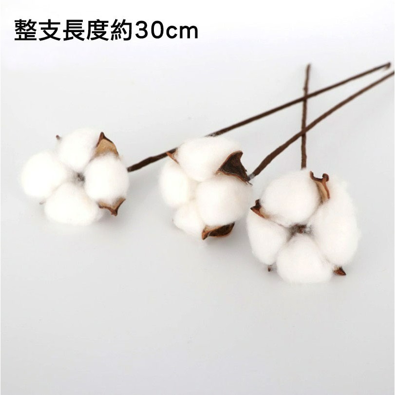 天然棉花松果蓮藕攝影拍攝擺件/乾燥花草蓮蓬/DIY裝飾擺件/ins花束真花拍照道具-細節圖8