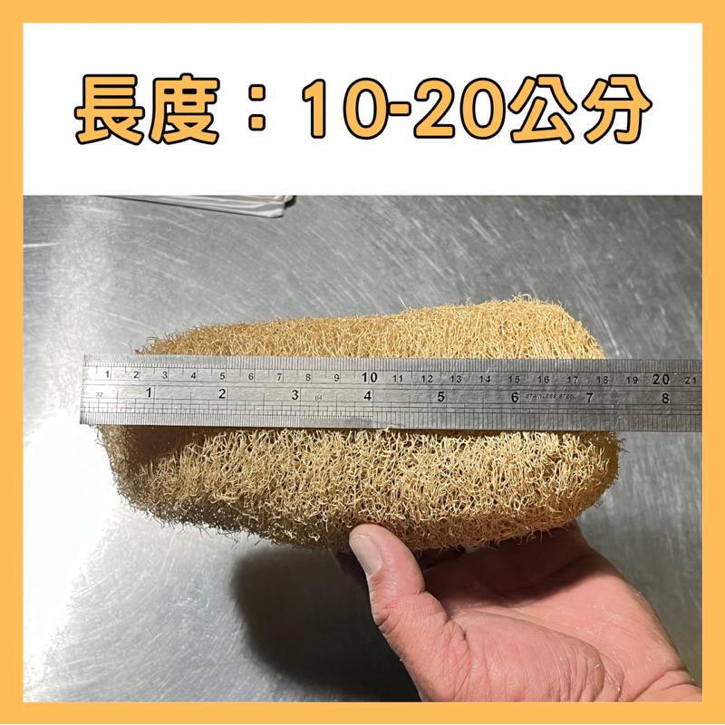 【鹿港產🇹🇼】 純天然絲瓜布 買6送1  天然絲瓜絡 整條絲瓜絡 無漂白絲瓜絡 絲瓜絡 絲瓜布  菜瓜布 菜瓜 乾絲瓜絡-細節圖3