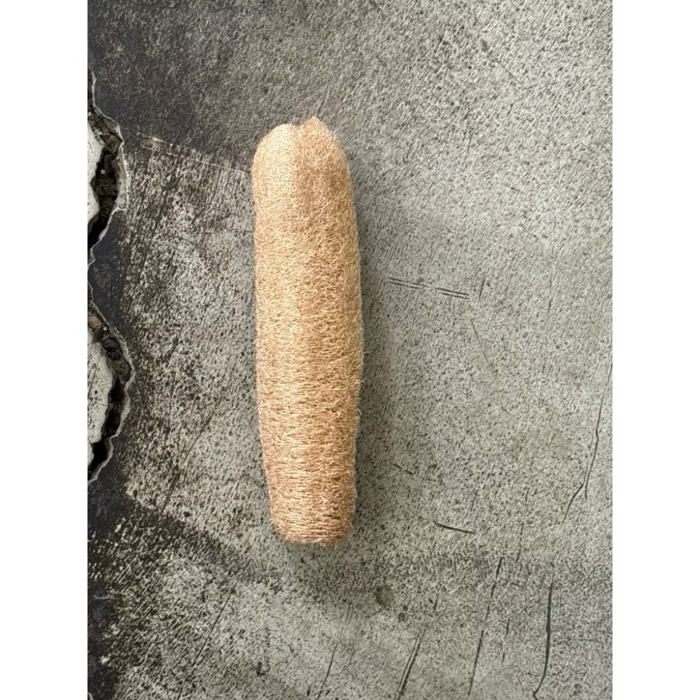 【鹿港產/雲林產/無漂白】 絲瓜布 非大陸貨 天然絲瓜布 絲瓜絡 無漂白絲瓜絡 絲瓜絡 絲瓜布-規格圖5