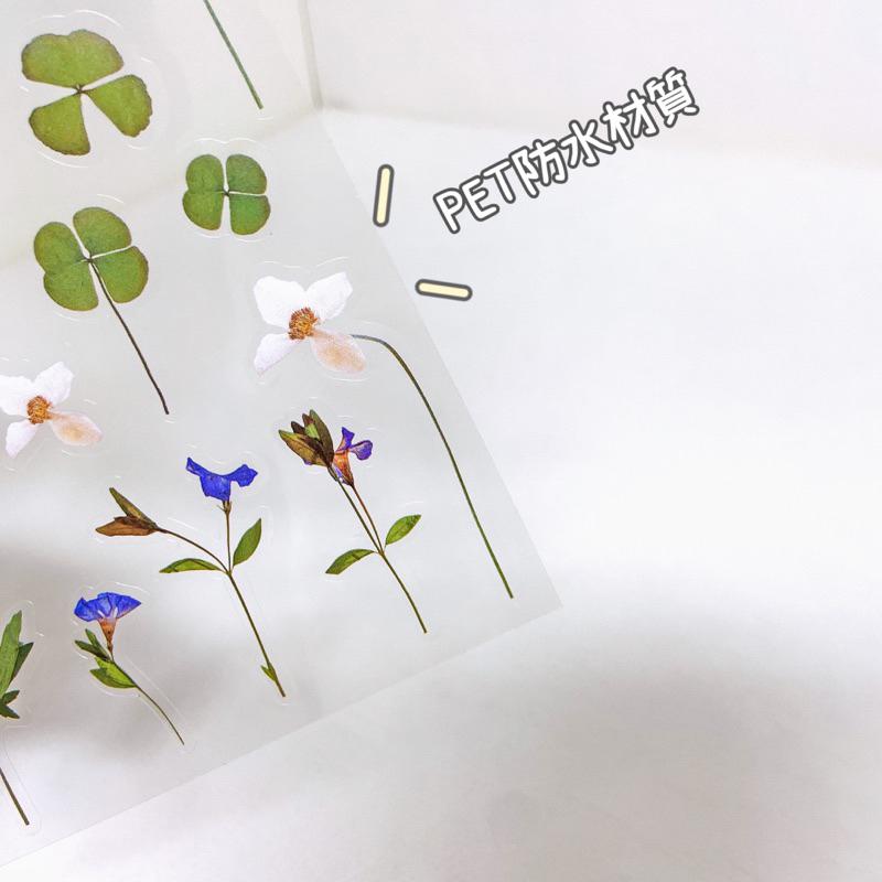 現貨｜ 植物手帳貼紙 小清新植物素材 PET防水貼紙 裝飾貼紙 紙先生 尤加利葉 滿天星 雛菊 蕨 幸運草 鳶尾-細節圖3