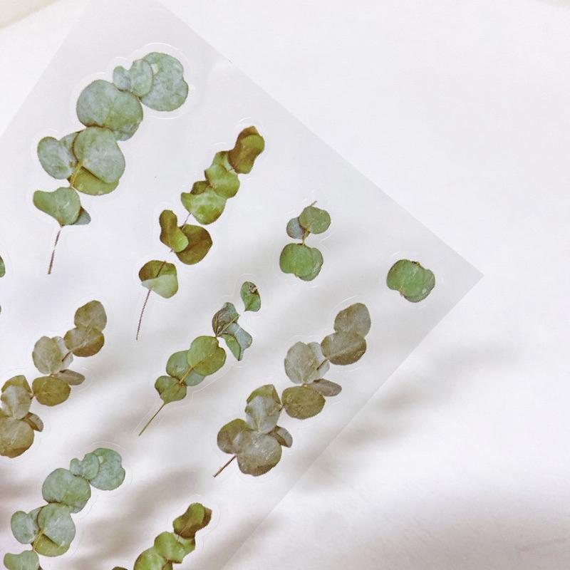 現貨｜ 植物手帳貼紙 小清新植物素材 PET防水貼紙 裝飾貼紙 紙先生 尤加利葉 滿天星 雛菊 蕨 幸運草 鳶尾-細節圖4