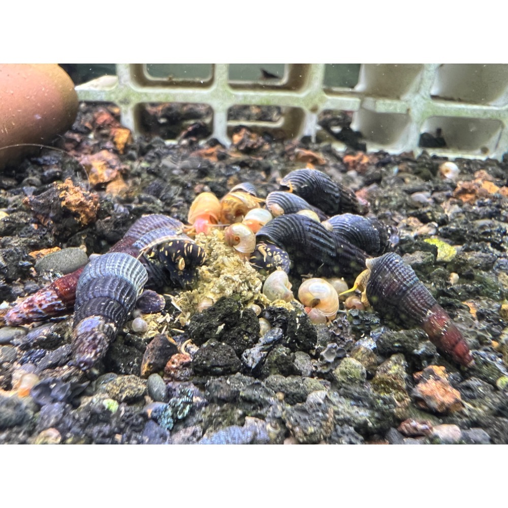 蝦寶小菜精 蘇蝦 米蝦 水晶蝦 兔螺 螯蝦 假期飼料-細節圖3
