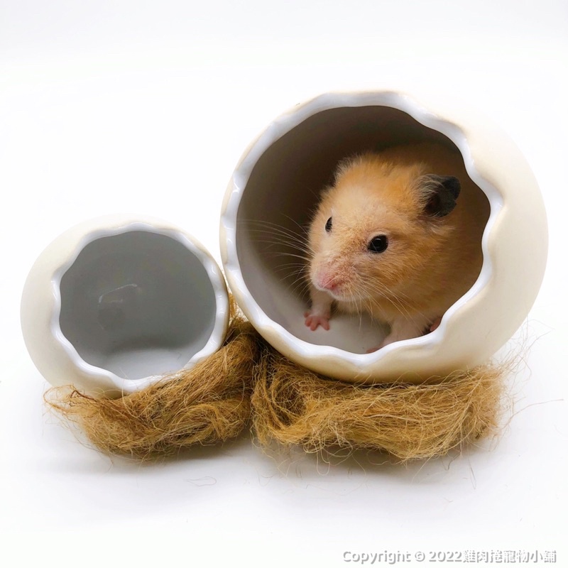 (快速現貨/日本)倉鼠陶瓷窩 黃金鼠陶瓷窩 Marukan 馬卡 小動物蛋殼陶瓷窩 倉鼠窩 黃金鼠窩 倉鼠降溫-細節圖3