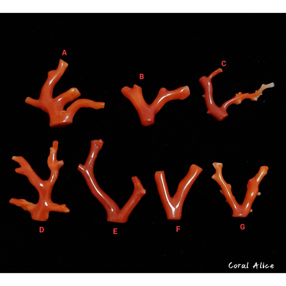 🌟Coral珊寶手作-天然阿卡珊瑚/紅珊瑚自然枝(無孔) CO2P1-190-細節圖3