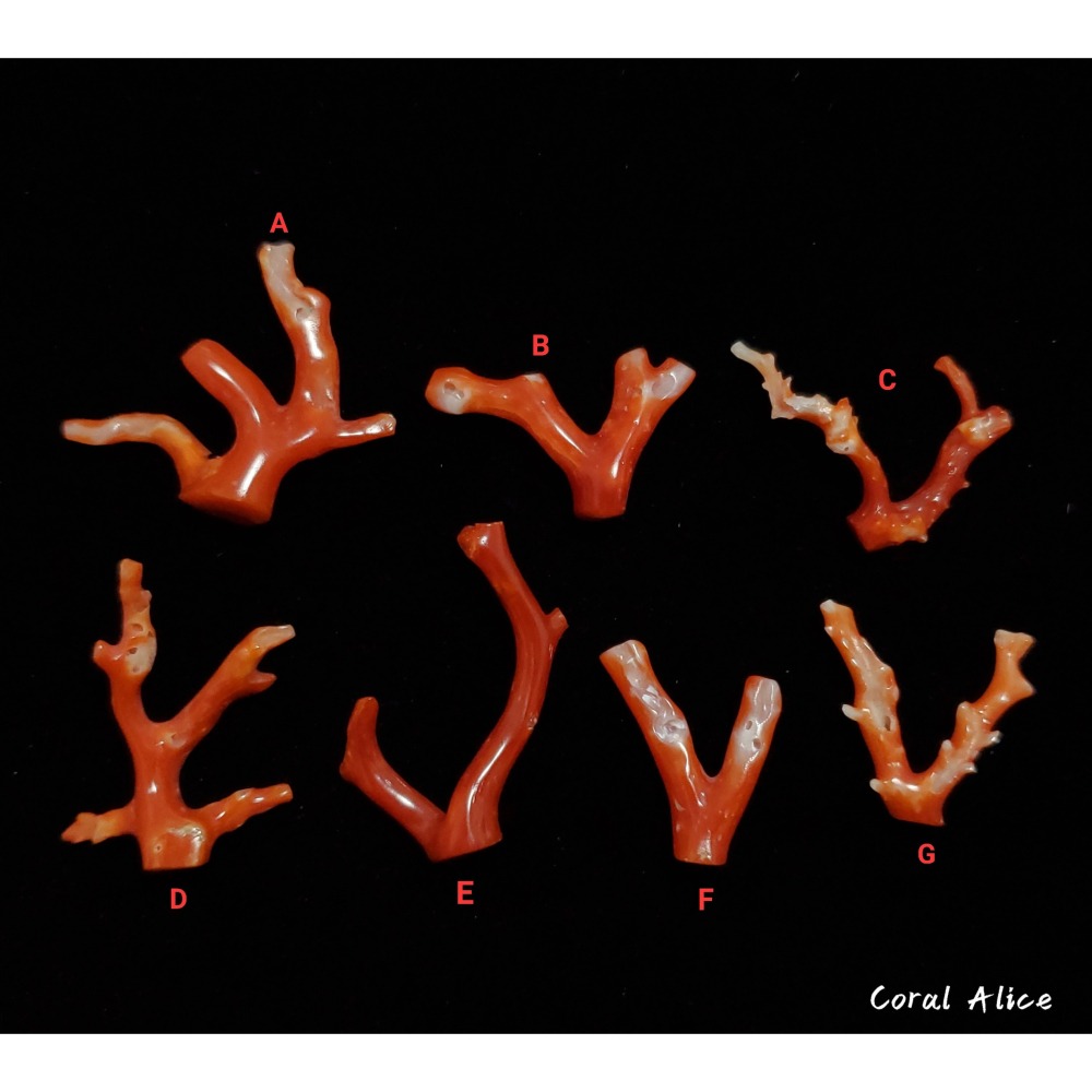 🌟Coral珊寶手作-天然阿卡珊瑚/紅珊瑚自然枝(無孔) CO2P1-190-細節圖5
