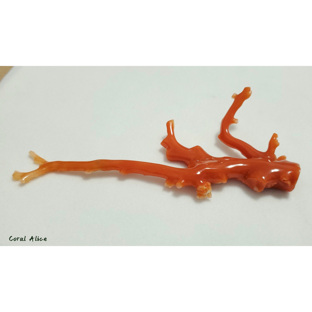 🌟Coral珊寶手作-天然阿卡珊瑚自然枝 13.5cm CO2P1-169-細節圖8