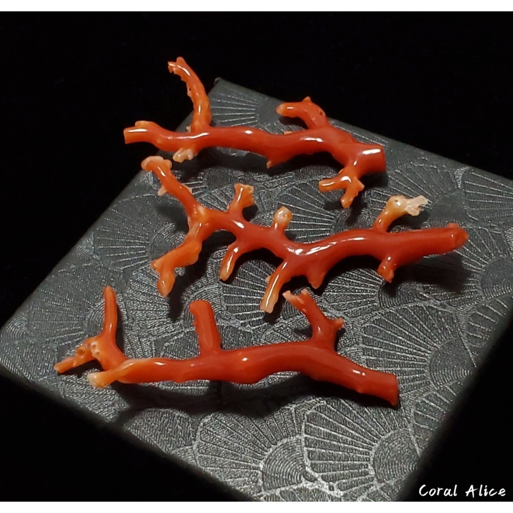 🌟Coral珊寶手作-天然阿卡珊瑚自然枝(無孔) 43.9-57.6mm CO2P1-158-細節圖2