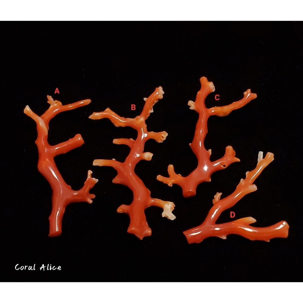 🌟Coral珊寶手作-天然阿卡珊瑚自然枝(無孔) 43.9-57.6mm CO2P1-158-細節圖3