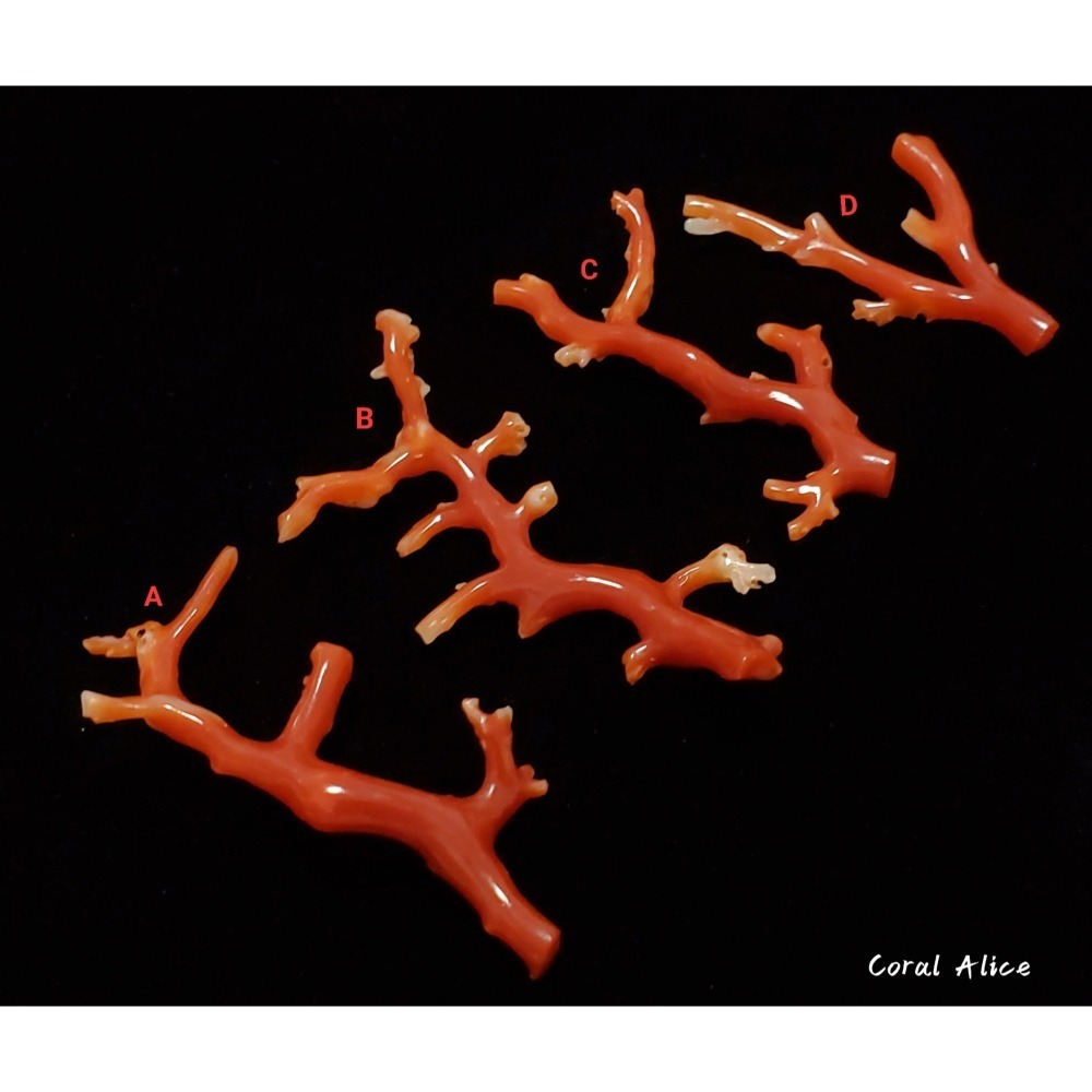 🌟Coral珊寶手作-天然阿卡珊瑚自然枝(無孔) 43.9-57.6mm CO2P1-158-細節圖4
