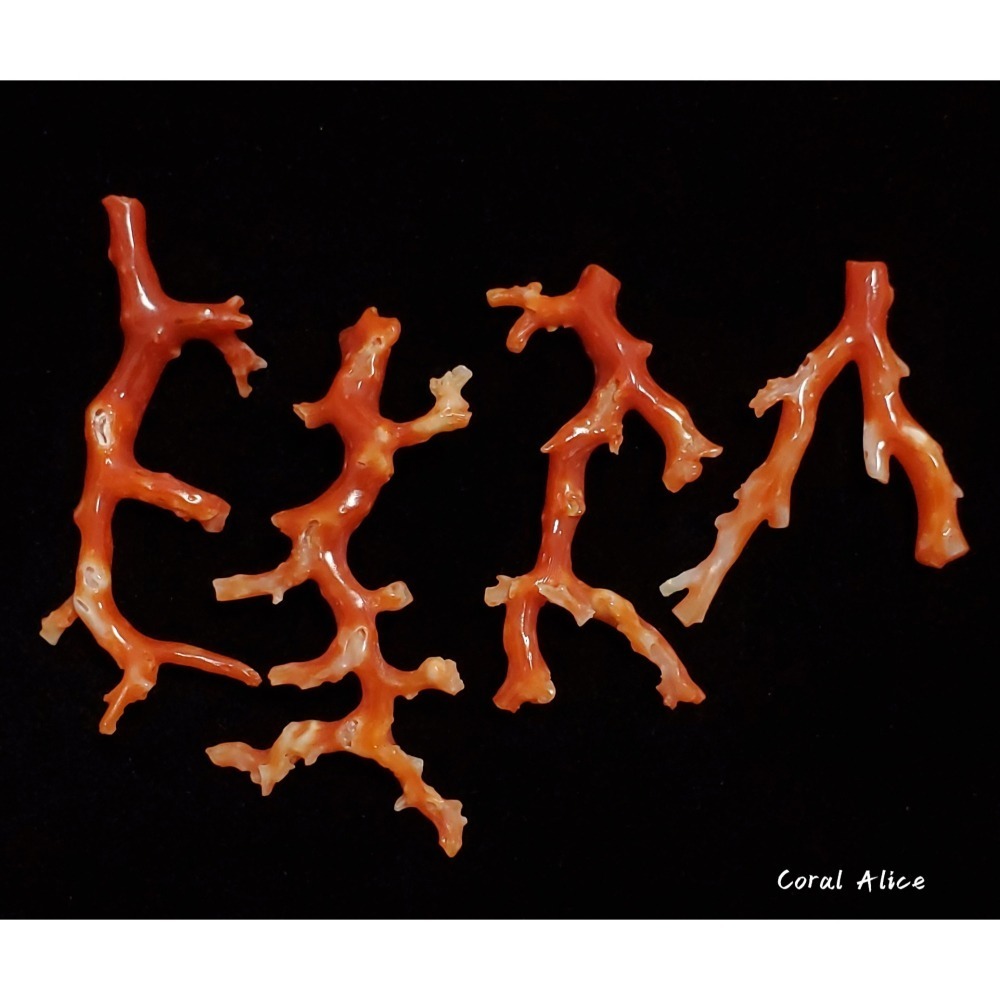 🌟Coral珊寶手作-天然阿卡珊瑚自然枝(無孔) 43.9-57.6mm CO2P1-158-細節圖7