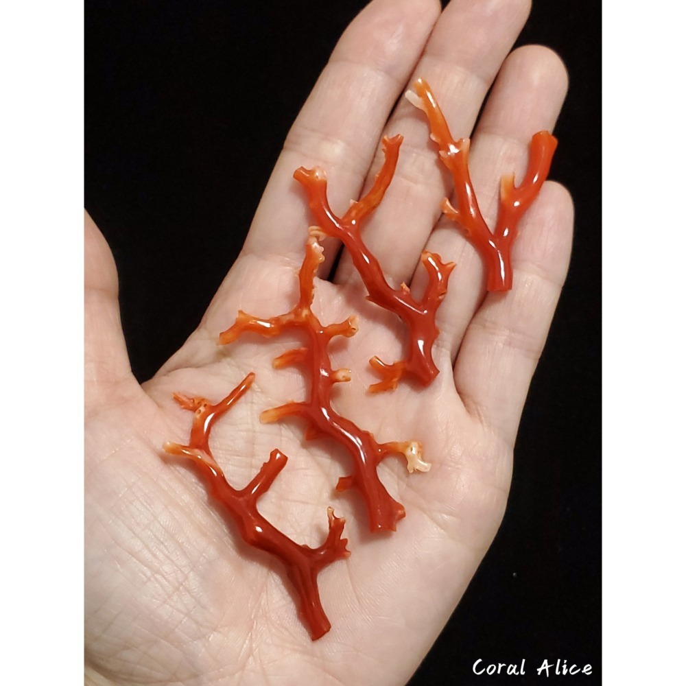 🌟Coral珊寶手作-天然阿卡珊瑚自然枝(無孔) 43.9-57.6mm CO2P1-158-細節圖8