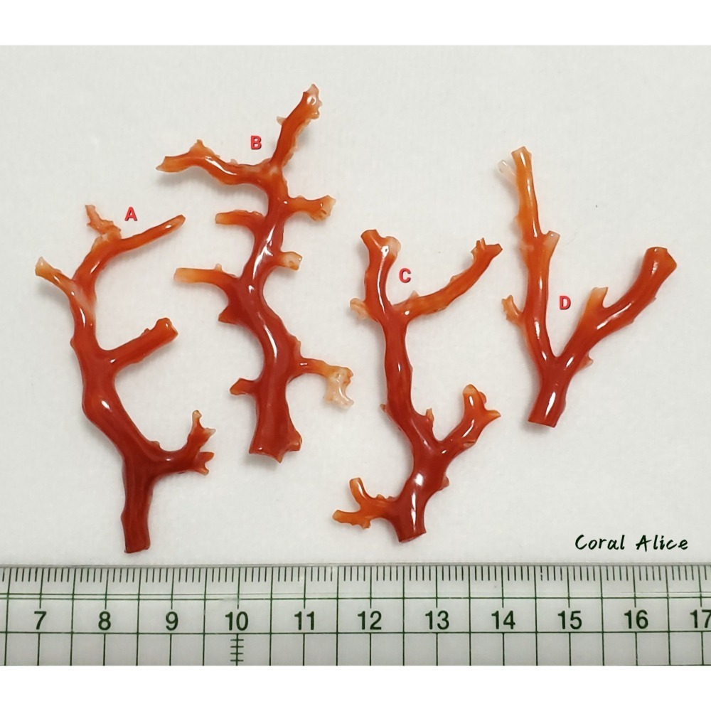 🌟Coral珊寶手作-天然阿卡珊瑚自然枝(無孔) 43.9-57.6mm CO2P1-158-細節圖11