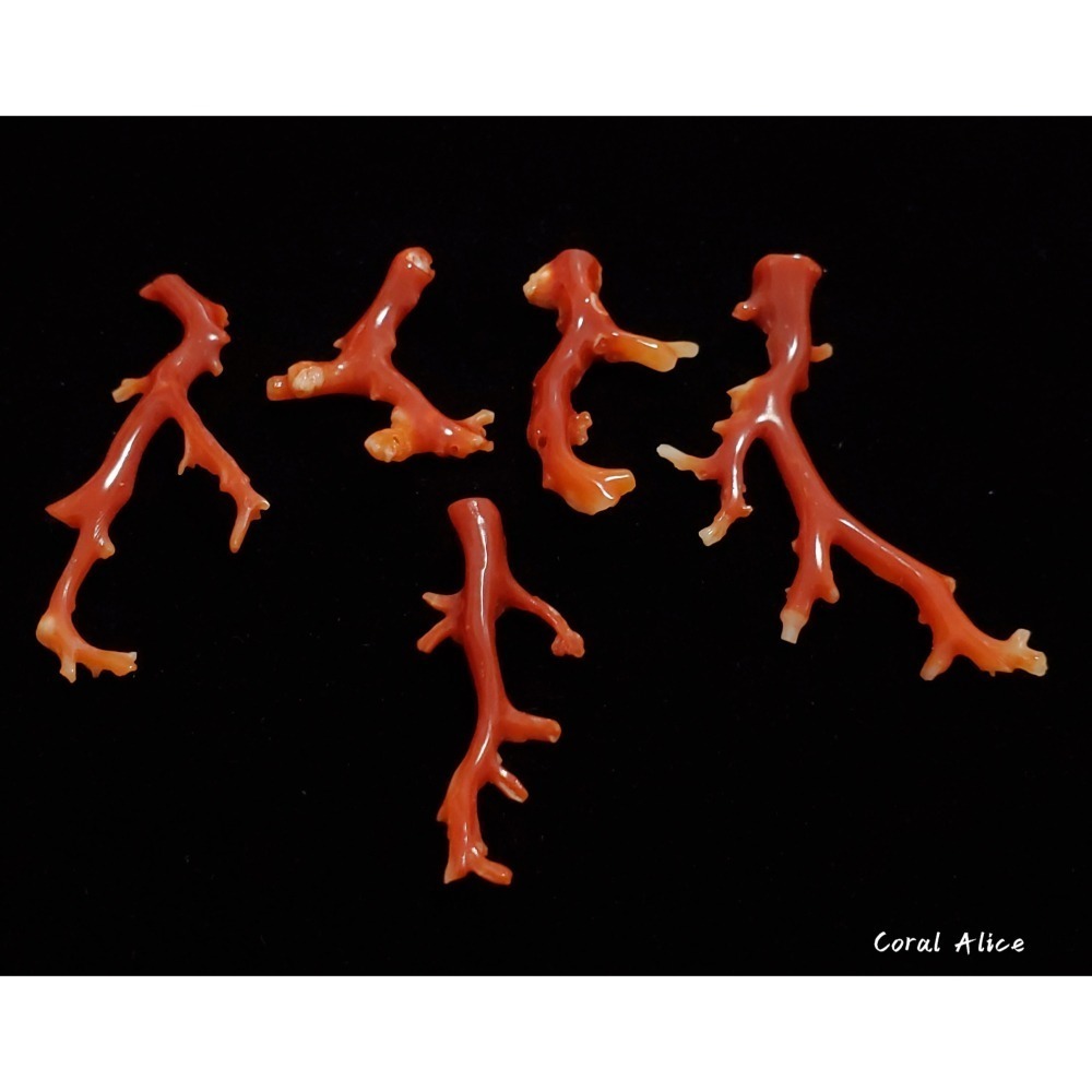 🌟Coral珊寶手作-天然阿卡珊瑚自然枝(無孔) 30.8-51.0mm CO2P1-157-細節圖6