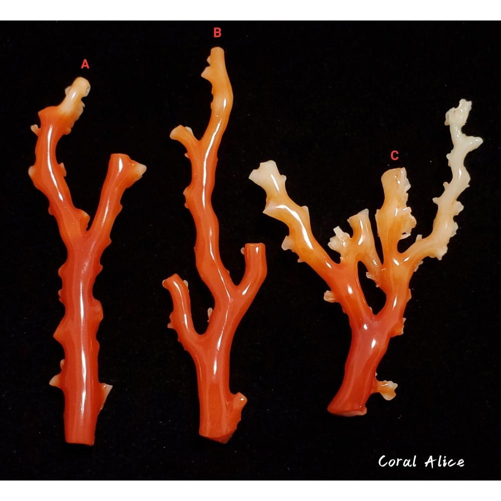 🌟Coral珊寶手作-天然阿卡珊瑚自然枝(無打孔已拋光) 65.2-80.9mm CO2P1-160-細節圖3