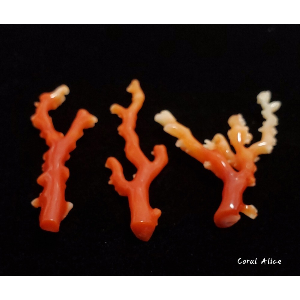 🌟Coral珊寶手作-天然阿卡珊瑚自然枝(無打孔已拋光) 65.2-80.9mm CO2P1-160-細節圖4