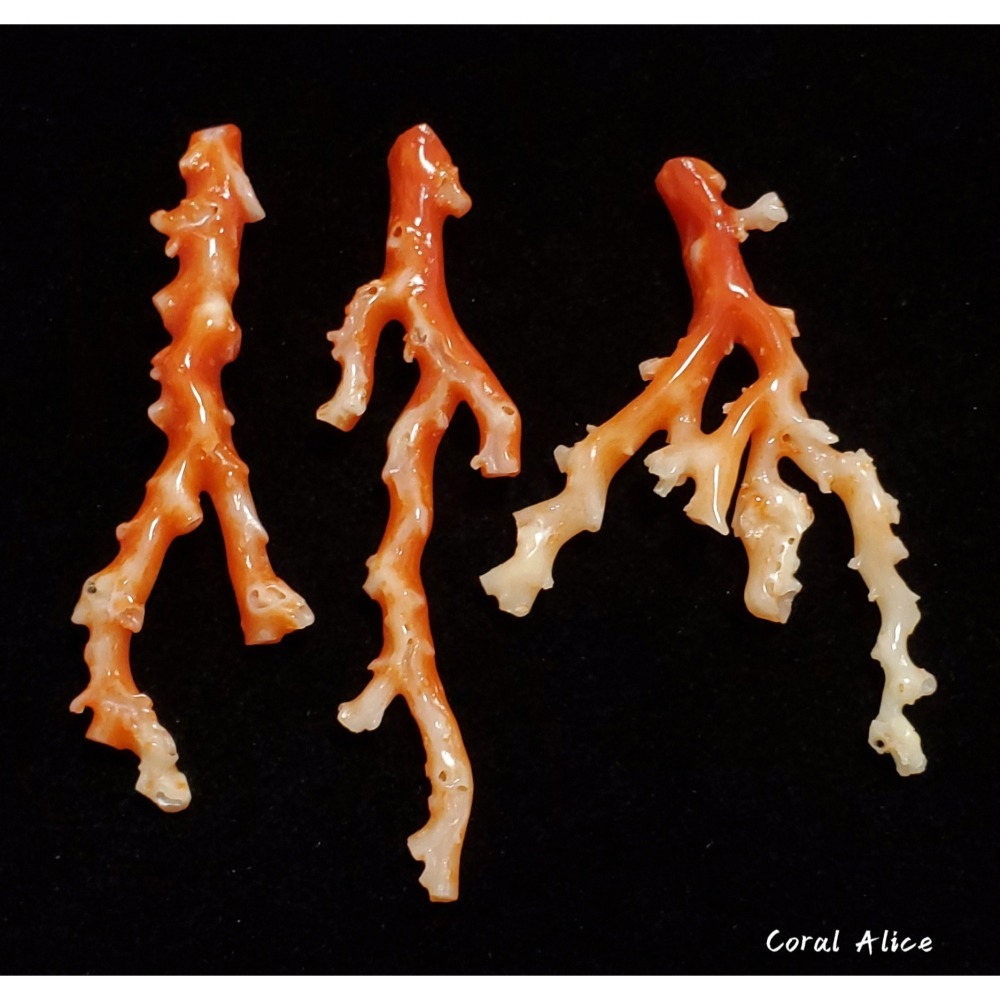 🌟Coral珊寶手作-天然阿卡珊瑚自然枝(無打孔已拋光) 65.2-80.9mm CO2P1-160-細節圖5