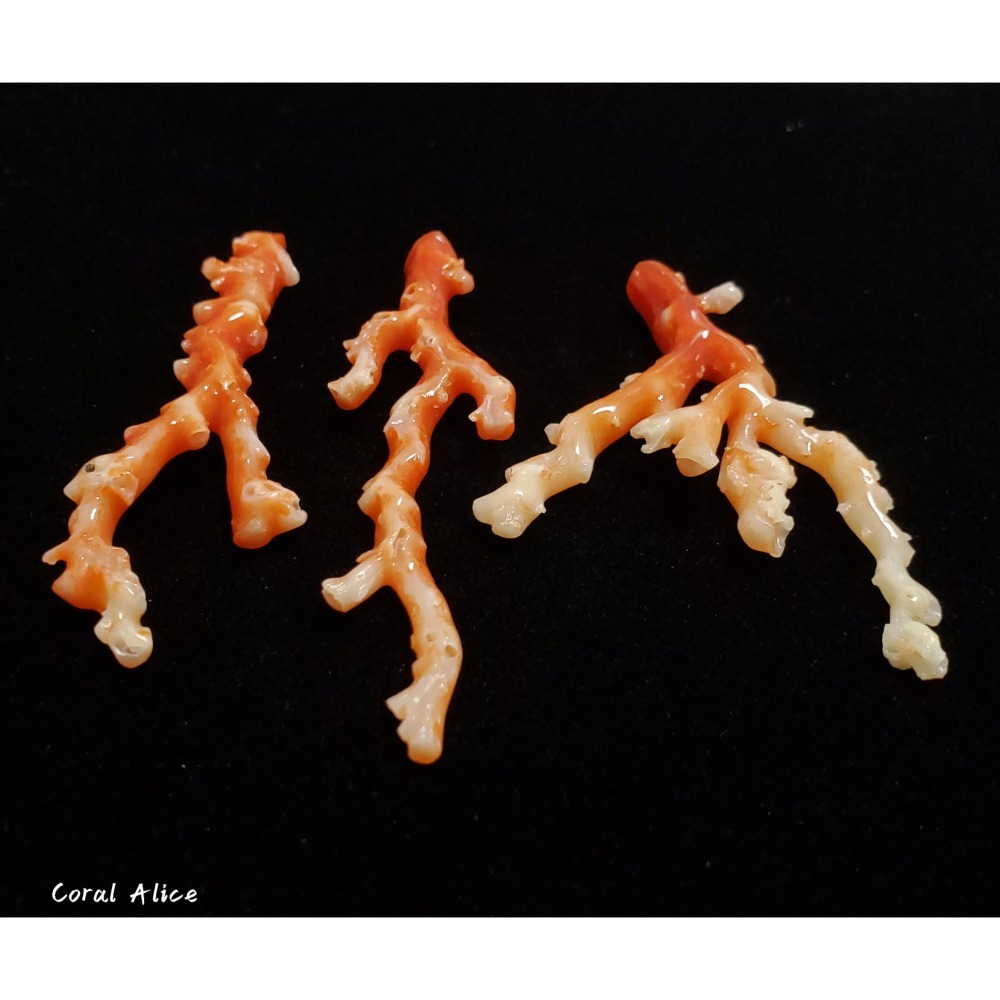 🌟Coral珊寶手作-天然阿卡珊瑚自然枝(無打孔已拋光) 65.2-80.9mm CO2P1-160-細節圖6