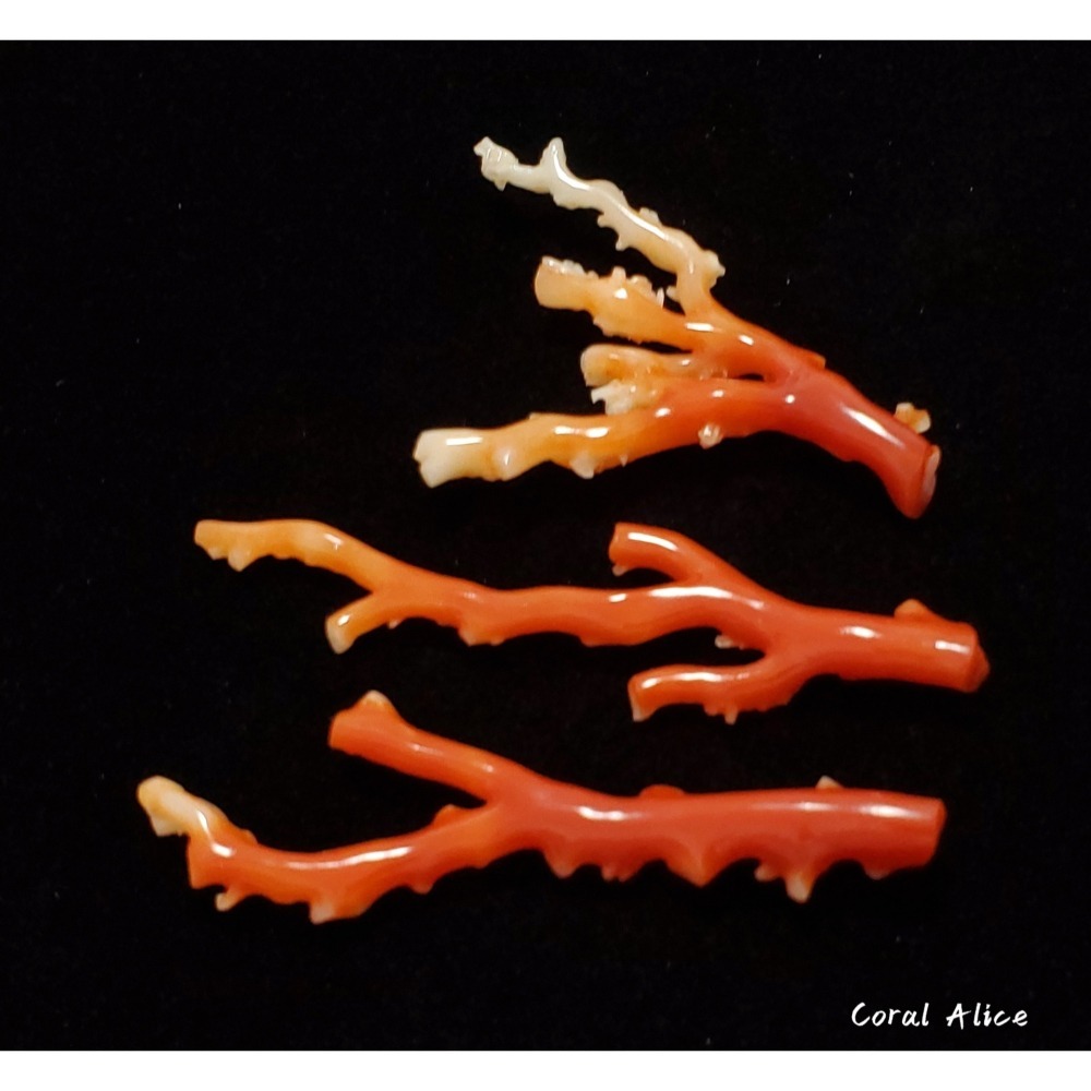 🌟Coral珊寶手作-天然阿卡珊瑚自然枝(無打孔已拋光) 65.2-80.9mm CO2P1-160-細節圖7