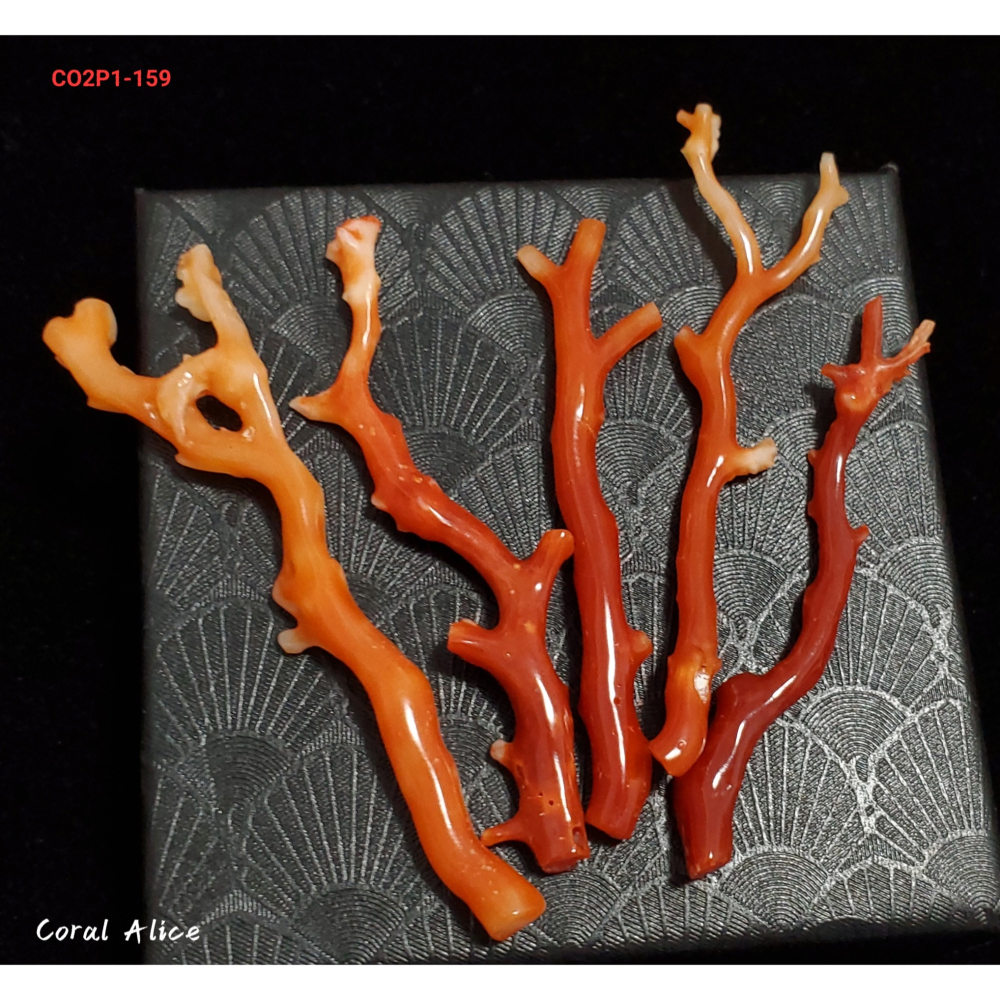 🌟Coral珊寶手作-天然阿卡珊瑚紅珊瑚自然枝(無孔)58.7-68.6mm CO2P1-159-細節圖2
