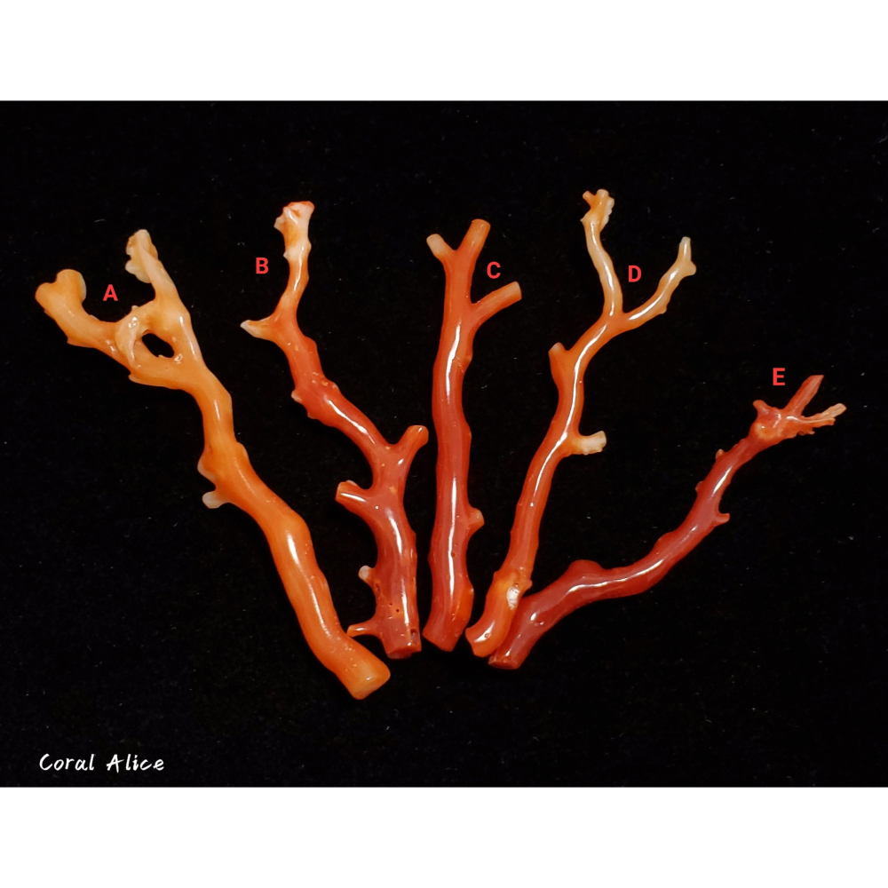 🌟Coral珊寶手作-天然阿卡珊瑚紅珊瑚自然枝(無孔)58.7-68.6mm CO2P1-159-細節圖3