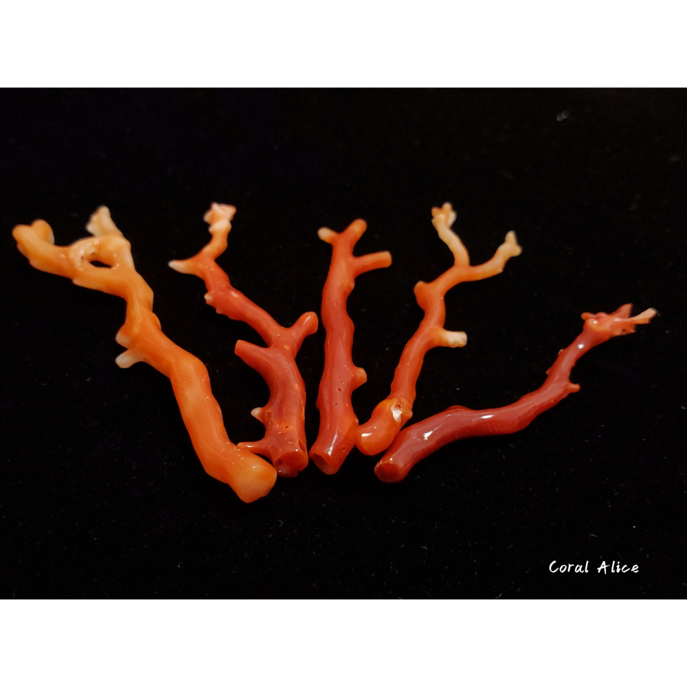 🌟Coral珊寶手作-天然阿卡珊瑚紅珊瑚自然枝(無孔)58.7-68.6mm CO2P1-159-細節圖4